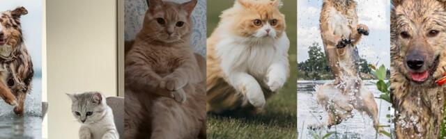 Platinumi fotokonkursi võitjad on selgunud! Platinumi fotokonkursi võitjad on selgunud!