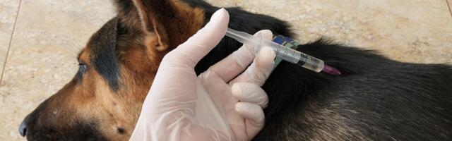 Eestis levib salakaval koeri ohustav nakkushaigus: kuidas oma lemmikut kaitsta?