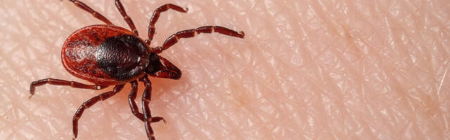 Aktiivne puugihooaeg on lõppenud: sel aastal registreeriti üle 3300 puukhaiguse juhu