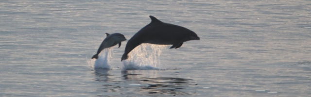 Soome rannikuvetes märgati delfiine