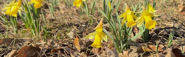 FOTOD | Tartumaal püüab pilke haruldaste looduslike nartsisside põld