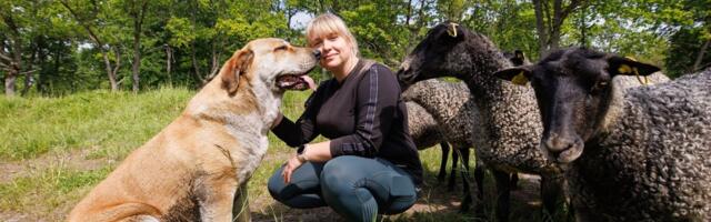 Kiskjakahjude statistika on vale: uue korra järgi kaob talunikel motivatsioon kõigist rünnakutest teatada