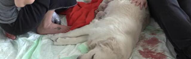 VAATA OTSE | Kutsikakaamera täies hoos! Koer Holly tõi ilmale 9 poega