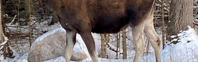 Urmas Lind NÄDALA FOTO