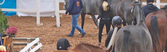 Eesti sporthobuste aretus on riigil märkamata jäänud ressurss