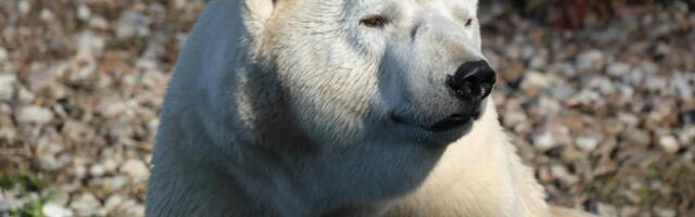 Jääkaru Rasputin lahkub Tallinna loomaaiast 28. novembril, samal päeval saabuvad Tallinna kaks noort jääkaru Inuk ja Imaq