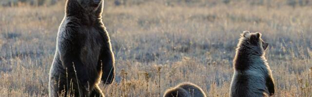 VIDEO | Kolm karupoega koos emaga lidusid ummisjalu üle maantee