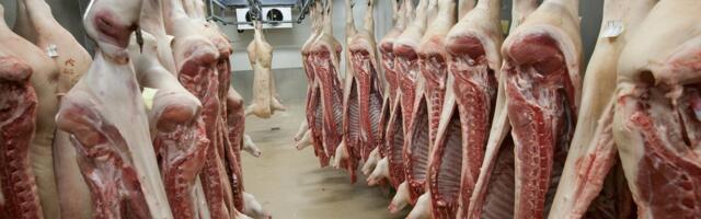 Lehk on hingemattev: 25 tonni liha roiskub hävitamist oodates tootmisruumides