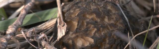 Kagu-Eesti metsadest võib juba leida mürkleid