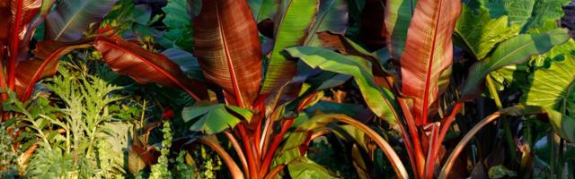 See taim võib kliimasoojenemise ajal elupäästjaks saada