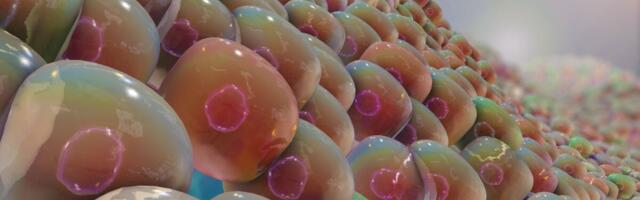 Soomes toodeti esmakordselt tüvirakkudest täisfunktsionaalseid beetarakke