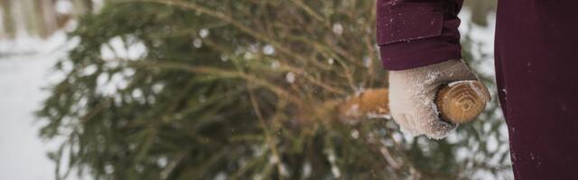 Kas tead, palju okkaid su jõulupuul on? Nii talitades ei leia sa neid peagi põrandalt