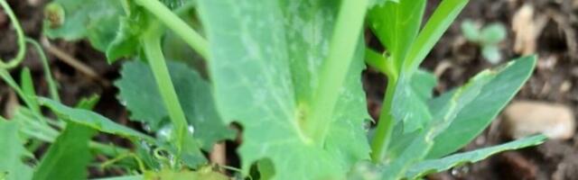 Nädal põllul: käimas on herne ja põldoa haigusetõrje