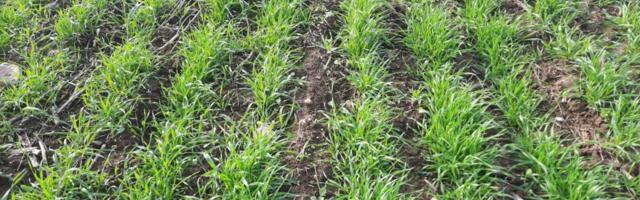 METK selgitab: mida silmas pidada, et talivilja väetamine õnnestuks