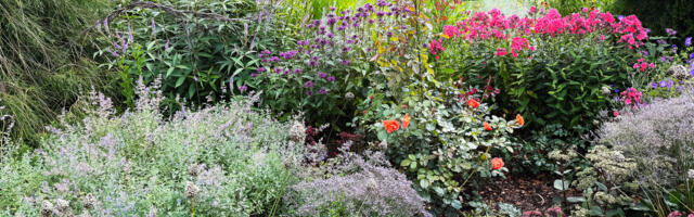 Sügise eripärad aias – jätka muruniitmist, ära kata roose…