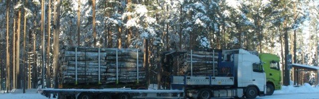 Metsa- ja puidutööstuse uuring: kuidas mõjutaks raiemahu suurendamine lisandväärtust?