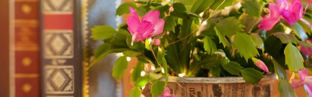 Jõulukaktus läheb puhkusele