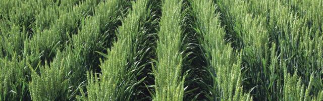 Tõhus kaitse teraviljale: taskukohane haigustõrjelahendus