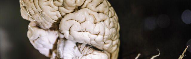 Tehisaru kipub inimeste nutikust ülehindama