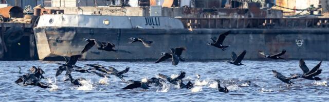 Kormoranide kevadine jahiretk Pärnu jõele on täies hoos. Kalurid hoiavad kahe käega peast kinni