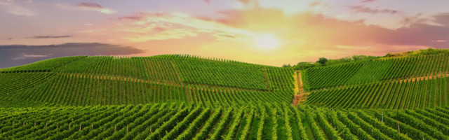 Igor Sööt. Naised veiniklaasis