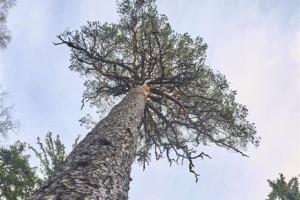 Vanema põlvkonna metsameeste AVALIK PÖÖRDUMINE Eesti Vabariigi riigikogu ja valitsuse poole