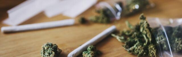 TAI uuring: kanepit kasutatakse eneseraviks ja kokaiini koos alkoholiga