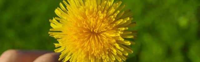 Taim õpetab looma ja andma