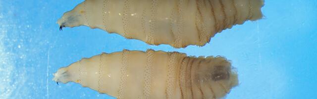 Screwworms are coming—and they’re just as horrifying as they sound