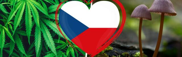 Tšehhi seadustas kanepi kodukasvatuse ja psilotsübiini kasutamise vaimse tervise ravis