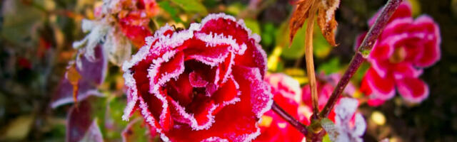 Infoks aiapidajatele: eelolev öö tuleb lähiaegade külmim, päris arvestatavate miinuskraadidega