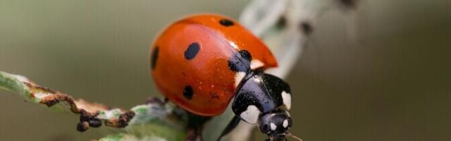 Keelesäuts. Kes see Triinu seal täppidega on?