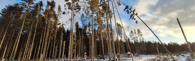 MULLUNE LUMI: Reinu tee 20. jaanuaril 2024