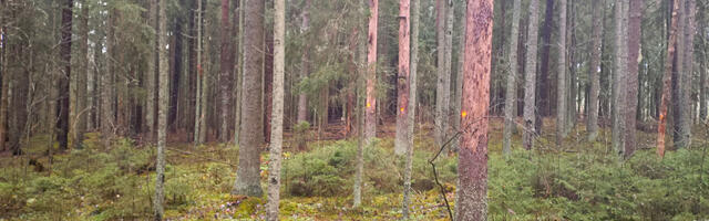 Täna on rahvusvaheline metsapäev