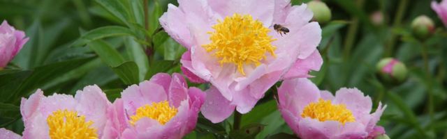 Mädapea mõis näitab pojengide ilu