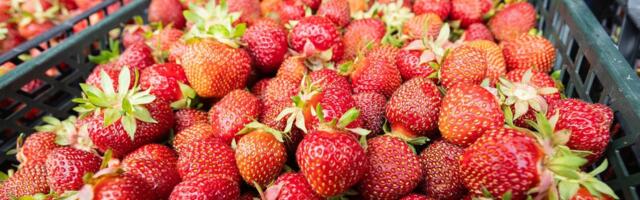 Maasikakasvatajad on mures: saak tuleb tänavu kehv ja hinnatõus on vältimatu