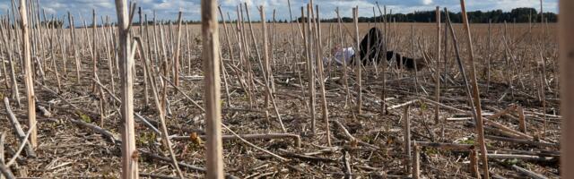 Tehisaru astub erakonda