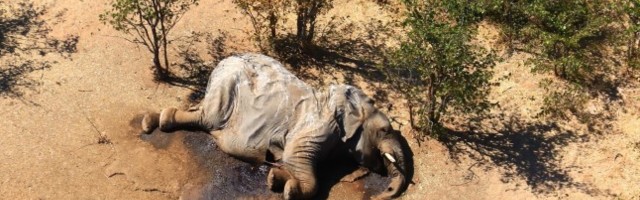 KURB MÜSTEERIUM LAHENES: Botswana elevante ei tapnud inimkäsi