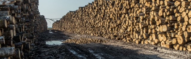 Saaremaal raiutakse metsa rohkem, kui juurde kasvab