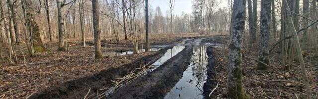 Metsateomasinad lagastasid Matsalu rahvusparki