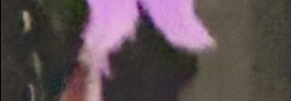 Antonio Tensuro – Kära ja müra