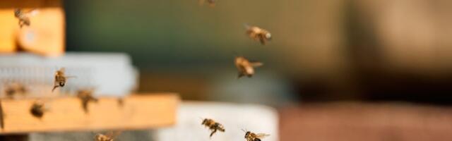 1. maist saab taas esitada mesilaspere toetuse taotlusi