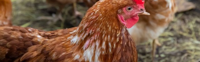 Kolmandatest riikidest imporditud kanamunad sunnivad järelevalveametnikud valvsusele