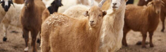 Põllumajandustoodete esmatootmisega tegelevad ettevõtjad saavad PRIAst taotleda erakorralist toetust