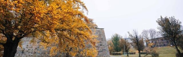 Tallinn otsib Hirvepargile pimedust väärtustavat valguslahendust