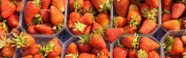 Kuidas tohivad suvemalevlased maasikaid korjata?