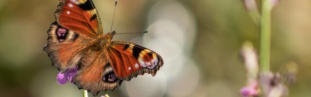 Kevade ilmaülevaade