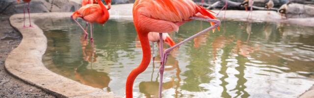 Kui kaua võiks inimene suuta ühel jalal seista?