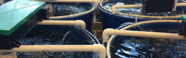 Mida sa peaksid teadma kalafarmidest