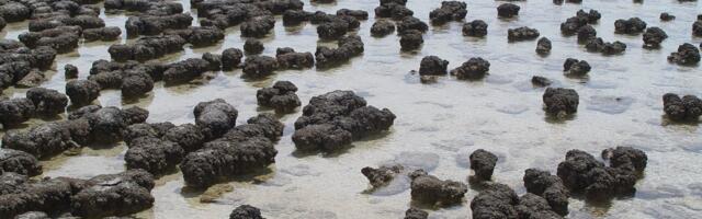 Milline loom ilmus esimesena maailma? Teadlased on ilmselt leidnud vastuse pikale vaidlusele